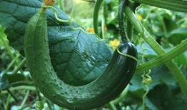 夏天免费吃瓜视频